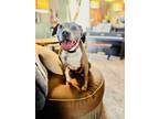 Adopt Coco a White - with Tan, Yellow or Fawn Pit Bull Terrier / Mixed dog in