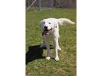 Adopt Arlo a White Great Pyrenees / Labrador Retriever / Mixed dog in Battle