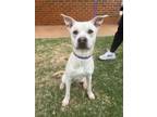Adopt Honey a Tan/Yellow/Fawn Pit Bull Terrier / Mixed dog in Stillwater