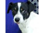 Adopt Briggs a Jack Russell Terrier / Mixed dog in Midland, TX (41255656)