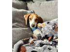 Adopt Valentina a Treeing Walker Coonhound / Beagle dog in Charleston