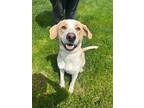 Adopt Woods a White Mixed Breed (Small) / Mixed Breed (Medium) / Mixed (short