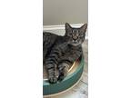 Adopt Bacon a Brown Tabby Domestic Shorthair / Mixed (short coat) cat in St.