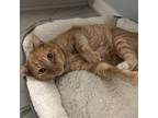 Adopt Jake a Orange or Red Tabby Domestic Shorthair (short coat) cat in St.