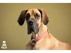 Adopt Ruby a Red/Golden/Orange/Chestnut Great Dane / Mixed dog in Portland