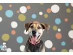 Adopt Gus a Gray/Silver/Salt & Pepper - with Black Airedale Terrier / Labrador