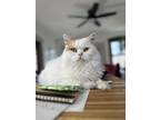 Adopt Morty a White (Mostly) Persian (long coat) cat in New York, NY (41256790)