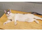 Adopt Floyd a White (Mostly) Domestic Shorthair (short coat) cat in Stanton