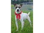 Adopt Rowan - Adoptable a Affenpinscher / Mixed Breed (Medium) / Mixed dog in