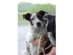 Adopt Graham - Adoptable a Affenpinscher / Terrier (Unknown Type