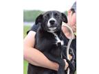 Adopt Genevieve - Adoptable a Affenpinscher / Terrier (Unknown Type