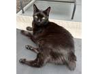 Adopt Sugar a All Black Domestic Shorthair / Mixed Breed (Medium) / Mixed (short