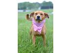 Adopt Junie - Adoptable a Labrador Retriever / Mixed Breed (Medium) / Mixed dog