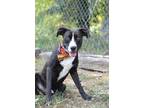 Adopt Lucas - Adoptable a Labrador Retriever / Mixed Breed (Medium) / Mixed dog