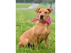 Adopt Presley - Adoptable a Labrador Retriever / Mixed Breed (Medium) / Mixed