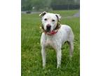 Adopt Samantha - Adoptable a Terrier (Unknown Type, Small) / Mixed Breed