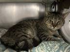 Adopt Stewart a Brown Tabby Domestic Shorthair / Mixed Breed (Medium) / Mixed