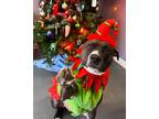 Adopt Legend-Adoption Fee Sponsored a American Staffordshire Terrier / Boxer /