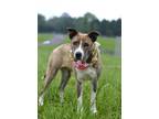 Adopt Evelyn - Adoptable a Terrier (Unknown Type, Small) / Mixed Breed (Medium)