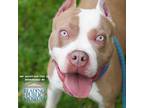 Adopt Manatee a American Pit Bull Terrier / Mixed dog in Birdsboro