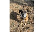 Adopt Sugar a Tan/Yellow/Fawn - with White Boxer / English Mastiff / Mixed dog