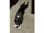 Adopt Buddy a Gray/Silver/Salt & Pepper - with White American Pit Bull Terrier /