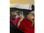 Adopt Mila a Rottweiler / Mixed dog in Lebanon, CT (39857531)