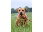 Adopt Naomi - Adoptable a Terrier (Unknown Type, Small) / Mixed Breed (Medium) /