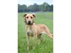 Adopt Nellie - Adoptable a Terrier (Unknown Type, Small) / Mixed Breed (Medium)
