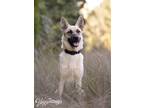 Adopt Puppy Zeus a German Shepherd Dog / Mixed dog in Palm Harbor, FL (41114272)