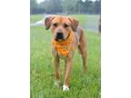 Adopt Hugo - Adoptable a Affenpinscher / Mixed Breed (Medium) / Mixed dog in