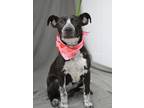 Adopt Kaylie - Adoptable a Affenpinscher / Pointer / Mixed dog in Chickamauga