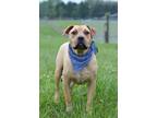 Adopt Nolan - Adoptable a Terrier (Unknown Type, Small) / Mixed Breed (Medium) /