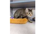 Adopt Chica a Brown Tabby Domestic Shorthair (short coat) cat in Grass Valley