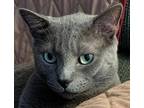Adopt Toby Keith a Russian Blue cat in St. Petersburg, FL (41256308)