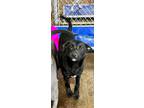 Adopt Chaplin a Black Labrador Retriever / Mixed Breed (Medium) / Mixed dog in