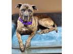Adopt Bailee a Boxer / Mixed dog in Great Bend, KS (40196161)