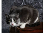Adopt Silas a Gray or Blue Domestic Shorthair / Mixed Breed (Medium) / Mixed