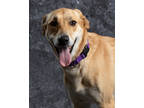 Adopt Darlene a Red/Golden/Orange/Chestnut Mixed Breed (Small) / Mixed Breed