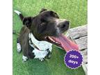 Adopt FINN a Black Golden Retriever / Pointer / Mixed (short coat) dog in San