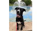 Adopt Pupsi a Black American Pit Bull Terrier / Mixed Breed (Medium) / Mixed