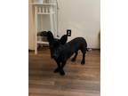 Adopt Ozzy a Black German Shepherd Dog / Australian Cattle Dog / Mixed dog in
