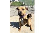 Adopt JuJu a Tan/Yellow/Fawn - with White Boxer / American Staffordshire Terrier