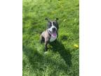 Adopt Kevin a Gray/Blue/Silver/Salt & Pepper American Staffordshire Terrier /