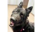 Adopt Maggie a Black - with Tan, Yellow or Fawn Shepherd (Unknown Type) / Collie