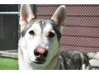 Adopt Sid a Merle Mixed Breed (Small) / Mixed Breed (Medium) / Mixed (short