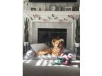 Adopt Shiloh a Red/Golden/Orange/Chestnut - with White Golden Retriever / German