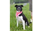 Adopt Ambrosia - Adoptable a Affenpinscher / Mixed Breed (Medium) / Mixed dog in