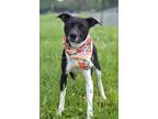 Adopt Cameo - Adoptable a Affenpinscher / Mixed Breed (Medium) / Mixed dog in