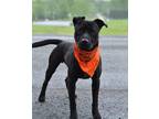 Adopt Buddy - Adoptable a Terrier (Unknown Type, Small) / Mixed Breed (Medium) /